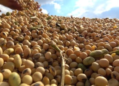 УЗА: Украина экспортирует 43,9 млн тонн зерна и масличных в 2023/24 МГ