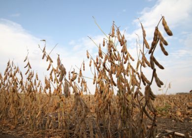 Урожай сои в Южной Америке достигнет рекордного уровня в сезоне-2022/23, — Datagro
