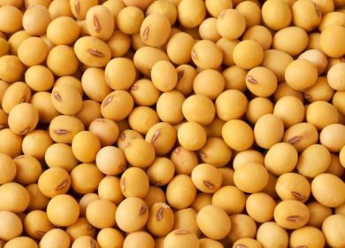 Bayer: ГМО-соей Intacta2 Xtend в Бразилии засеют 4,3 млн га