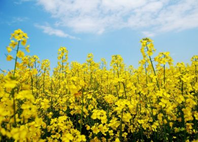Аграрии Украины засеяли рапсом 939 тыс. га под урожай-2022