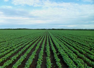 Нулевая обработка почвы увеличила урожай сои почти на 8% в Бразилии
