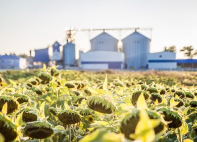 Рязанская область и индийская Sunkraft Agro планируют построить завод по переработке семян масличных культур