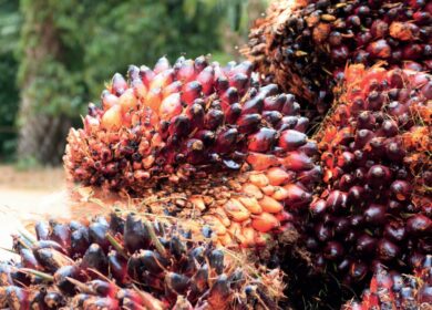 Индонезия пытается найти баланс между мировым и внутренним спросом на пальмовое масло