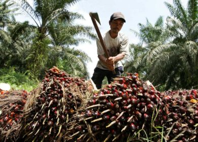 Правительство отменило льготную ставку НДС для фракций пальмового масла