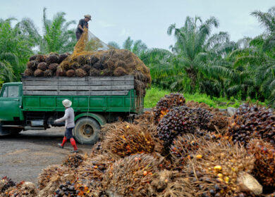 Нехватка рабочих в Малайзии может привести к снижению производства пальмового масла