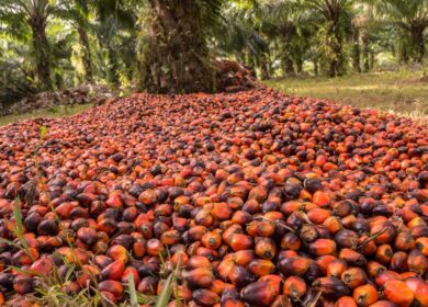 На плантациях масличной пальмы в Малайзии не хватает 70-100 тыс. рабочих, – The Star