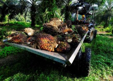 В Индии опасаются продления ограничений на экспорт индонезийского пальмового масла