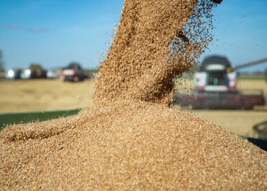 Минсельхоз: в 2023 году урожай зерна в России составит 123 млн тонн