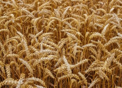 Цены на зерно в нескольких регионах РФ начали расти