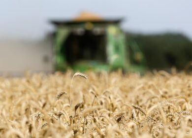 «Куда зерно?». Что ожидают аграрии от обновленной «экспортной формулы»