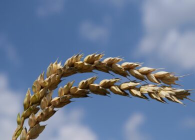 Россия в апреле отгрузила более 5 млн тонн пшеницы