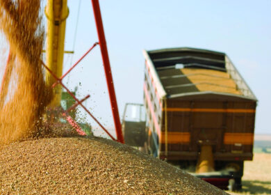 «Совэкон»: Россия за сезон может поставить 44,3 млн тонн пшеницы