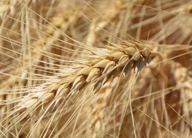 В «СовЭкон» повысили оценку урожая пшеницы в РФ