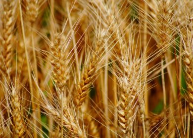 Зерновой лидер. Россия может остаться экспортером пшеницы № 1 в сезоне-2023/24