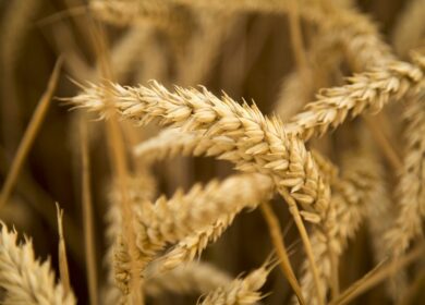 НТБ: в четверг в госфонд закупили зерна на 469 млн рублей