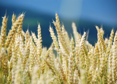 Экспорт пшеницы из РФ в декабре составил свыше 4,5 млн тонн
