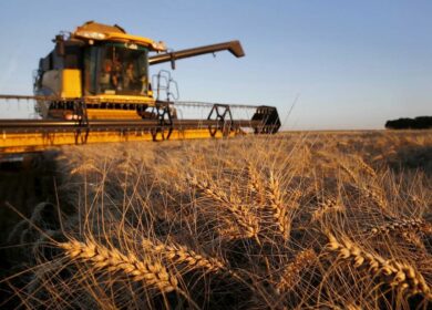 С начала августа в госфонд РФ было закуплено уже более 294 тыс. тонн зерна