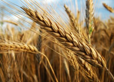 НТБ: закупки зерна в госфонд России во вторник составили свыше 28,3 тыс. тонн