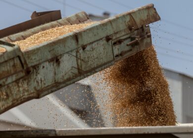 НТБ: план закупок в зерновой фонд России выполнен на 17%