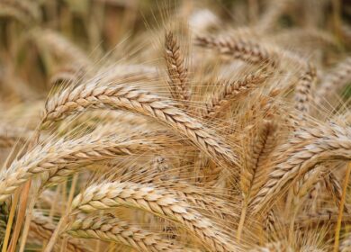 НТБ: закупки зерна в госфонд России в понедельник составили 40,5 тыс. тонн