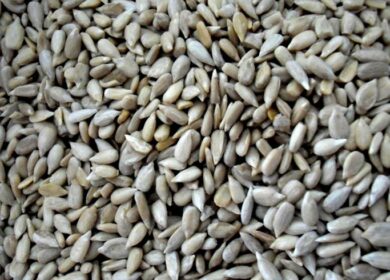 Экспорт семян подсолнечника из Казахстана с начала года вырос почти на 80%