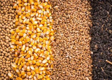 Минсельхоз формирует планы приобретения семян селекции РФ для посевной 2023 года