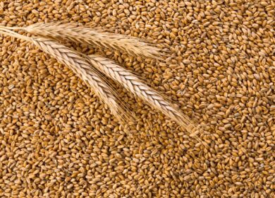 Пошлины на экспорт зерновых из России вырастут с 1 февраля