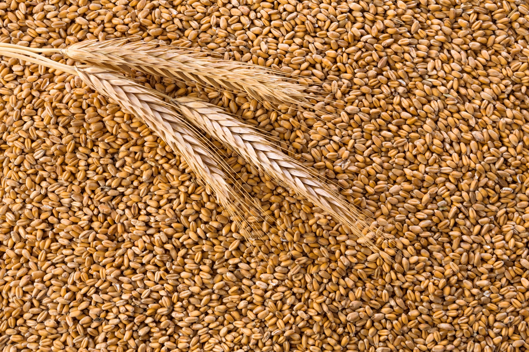 Salvado de trigo 45 fibra cetosi