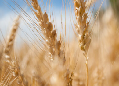 С начала августа в Госфонд закуплено более 325 тыс. тонн зерна