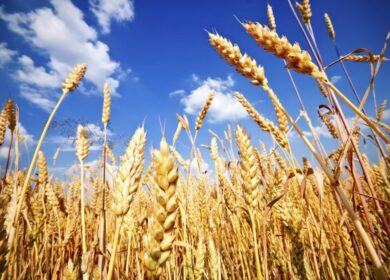 РЗС: экспорт пшеницы из РФ с 1 по 20 мая вырос в 4,2 раза