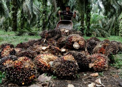 SEA: Индия в июле сократила импорт пальмового масла на 10%