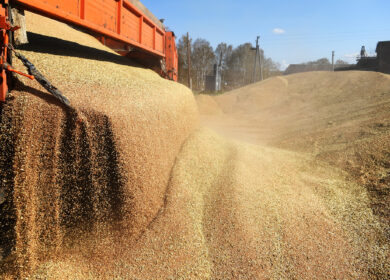 НТБ: закупки зерна в госфонд России в пятницу составили 30,5 тыс. тонн
