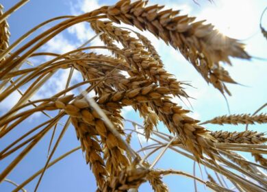 Минсельхоз: РФ в этом сезоне необходимо вывезти 50-60 млн тонн зерна