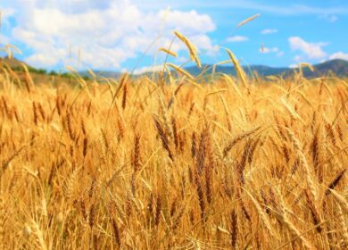Российский зерновой союз не ожидает рекордного урожая в 2023 г.