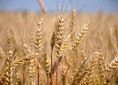 Закупки зерна в госфонд РФ приблизились к 3 млн тонн
