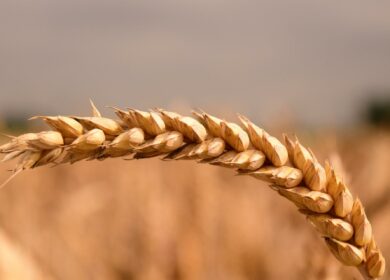 Эксперт рассказал, что цены на зерновые в РФ упали ниже себестоимости