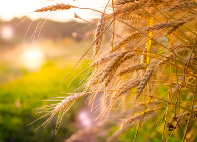 Минсельхоз с 21 сентября снизит экспортную пошлину на пшеницу почти на 10%