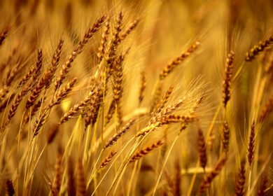 Россия закупила в интервенционный фонд 22,95 тыс. тонн зерна