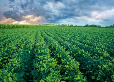 Урожайность сои на Кубани  в 2022 г. превышает 23 ц/га
