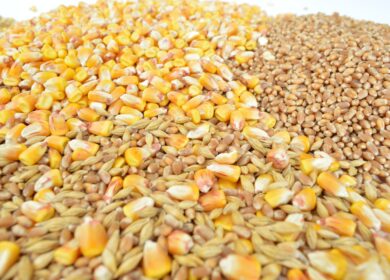 Кабмин выделит еще 10 млрд рублей на производство и реализацию зерновых