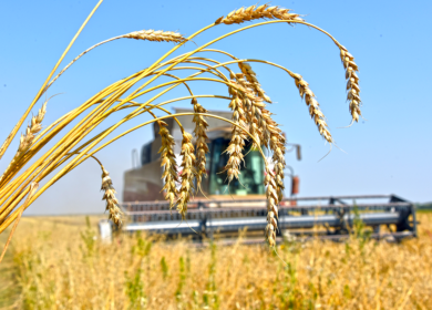 АККОР рассказала о проблеме низких цен на зерно в России