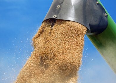Россия на 40% наращивает отгрузки зерна с 1 по 15 января