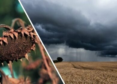 Сбор урожая затягивается на Украине: погода позволит аграриям выйти в поля только в конце сентября
