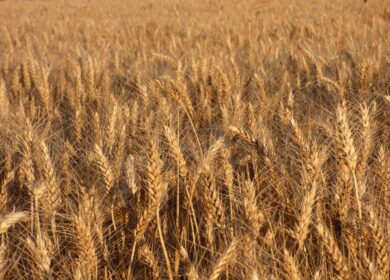 В «Совэкон» повысили прогноз по экспорту пшеницы из РФ в новом сезоне