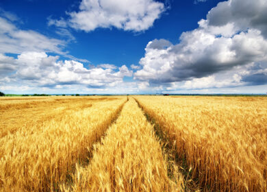 Минсельхоз США сохранил прогноз производства и экспорта российской пшеницы