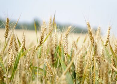 Обновленные правила закупочных интервенций на рынке зерна РФ заработают с 10 октября