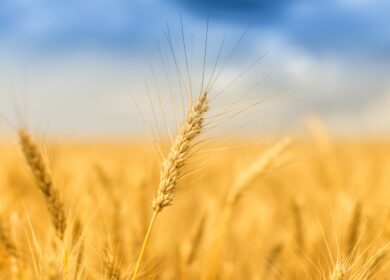 Россия с 31 мая снизит экспортную пошлину на пшеницу