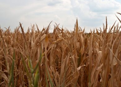 Тунис объявил тендер на импорт пшеницы