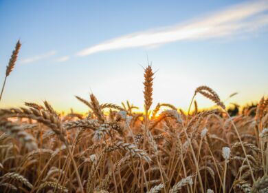 НТБ: с начала августа в госфонд РФ закуплено более 1,7 млн тонн зерна