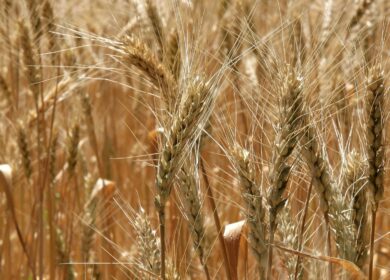 Пошлина на экспорт пшеницы из России с 18 января снизится